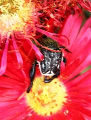 Lampranthus coccineus
