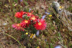 Lampranthus coccineus