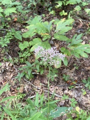 Eupatorium sessilifolium