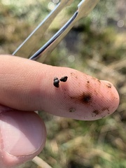 Pyrgulopsis gibba