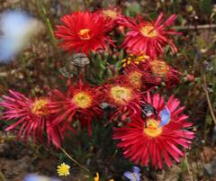 Lampranthus coccineus