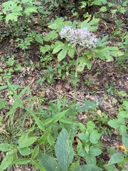 Eupatorium sessilifolium