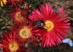 Lampranthus coccineus