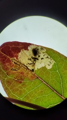 Fomoria hypericella