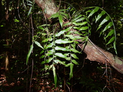 Asplenium juglandifolium