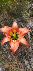 Lilium catesbaei image