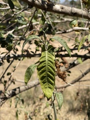 Metarungia longistrobus