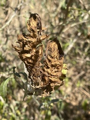 Metarungia longistrobus