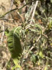 Metarungia longistrobus