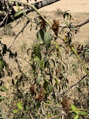 Metarungia longistrobus
