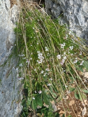 Asperula tenella