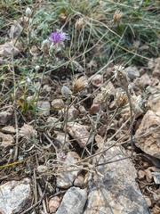 Centaurea sterilis