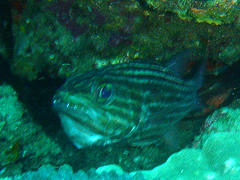 Cheilodipterus macrodon