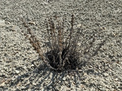 Penstemon immanifestus