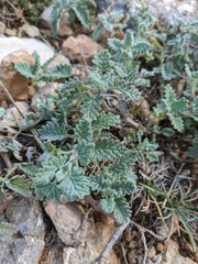 Scutellaria orientalis orientalis