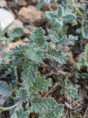 Scutellaria orientalis orientalis
