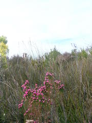 Erica bracteolaris