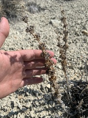 Penstemon immanifestus