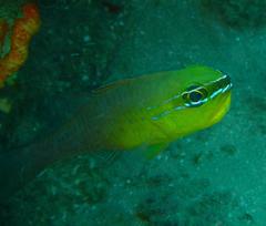 Ostorhinchus apogonoides