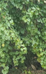 Vitis rotundifolia rotundifolia