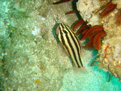 Ostorhinchus angustatus