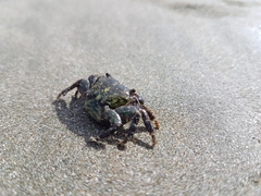 Pachygrapsus socius