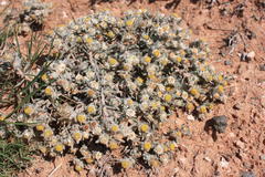 Helichrysum pumilio