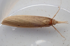 Chilo phragmitella