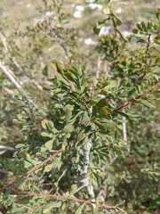 Spiraea hypericifolia