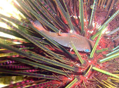 Siphamia mossambica