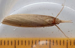 Chilo phragmitella