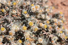Helichrysum pumilio