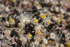 Helichrysum pumilio