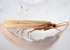 Chilo phragmitella