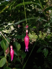 Stenostephanus haematodes