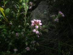 Erica ocellata