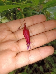 Stenostephanus haematodes