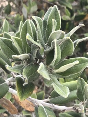 Arctostaphylos tomentosa