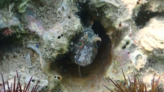 Parablennius tentacularis