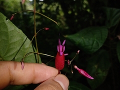 Stenostephanus haematodes