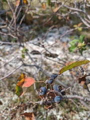 Amelanchier ovalis