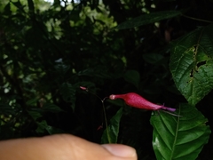 Stenostephanus haematodes