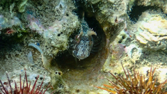 Parablennius tentacularis