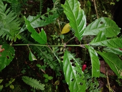 Stenostephanus haematodes