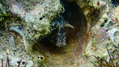 Parablennius tentacularis