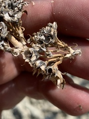 Penstemon immanifestus