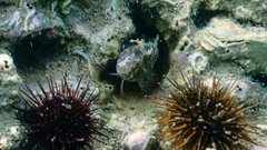 Parablennius tentacularis