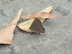 Electrostrymon endymion