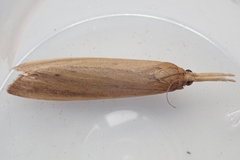 Schoenobius gigantella