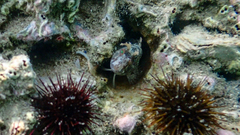 Parablennius tentacularis